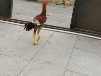 Chickens — الصورة 4
