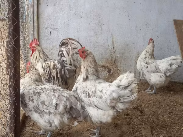 Australorp — Azərbaycan