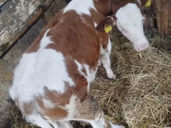 İnək, Simmental cattle
