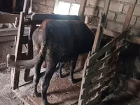 ثور, الماشية — الصورة 6