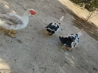 家养麝香鸭 — 照片 5