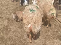Sheep, Sheep — photo 6