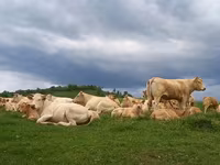Krava, Blonde d’Aquitane cattle — foto 1