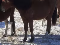 Cavalos (lote, sexo não especificado), Horse breed — foto 1