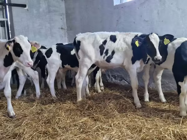 Touro, Russian Black pied cattle