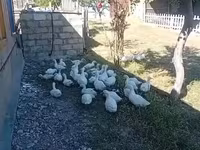 Ducks — foto 2