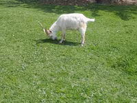 Billy Goat, Goats — photo 1