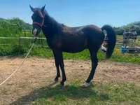 Cavalo, Hucul pony — foto 5