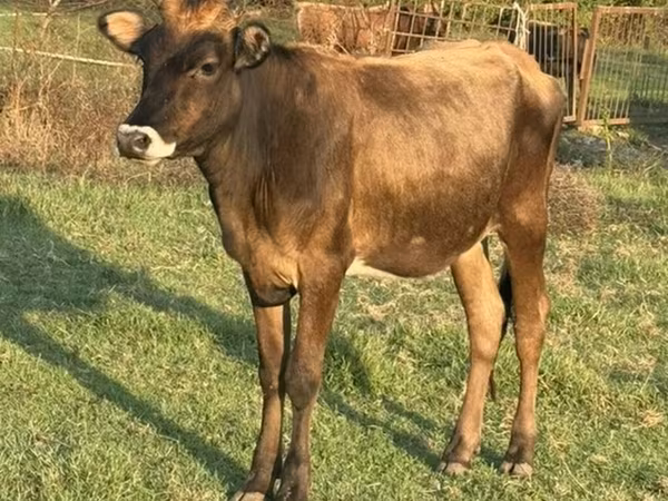 Cow, Cattle