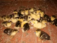Ducks — photo 3