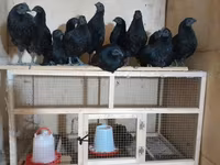 Ayam Cemani — photo 1