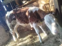 İribuynuzlu mal-qara (partiya, cinsi göstərilməyib), Simmental cattle — foto 3