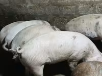 Säue, Schweine — Foto 2