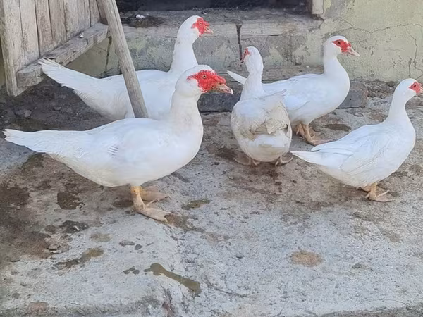 Ducks — Azərbaycan