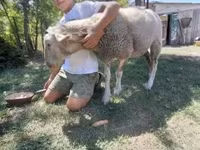 Ovce, Lacaune sheep — foto 4