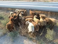 Sheep, Sheep — photo 2