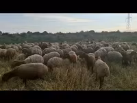 Sheep, Sheep — photo 4