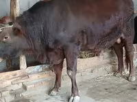 Buğa, Qırmızı step inəyi — foto 2