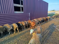 绵羊（批次，未指定性别）, Sheep — 照片 4