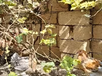 Brahma — photo 2