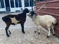Sheep (batch, sex not specified), Sheep — photo 3