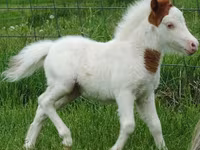 Mare, Miniature horse — photo 8