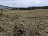 Turkeys — photo 4