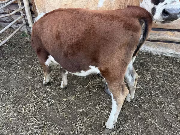 أبقار (دفعة، الجنس غير محدد), Simmental cattle