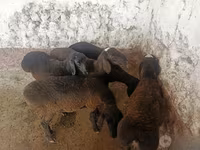 भेड़ें (लॉट, लिंग निर्दिष्ट नहीं), भेड़ — फ़ोटो 7
