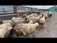 نعجة, الأغنام — الصورة 1