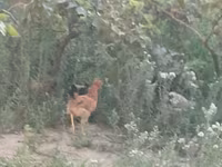 Chickens — 照片 2