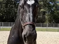 Stute, Percheron — Foto 3