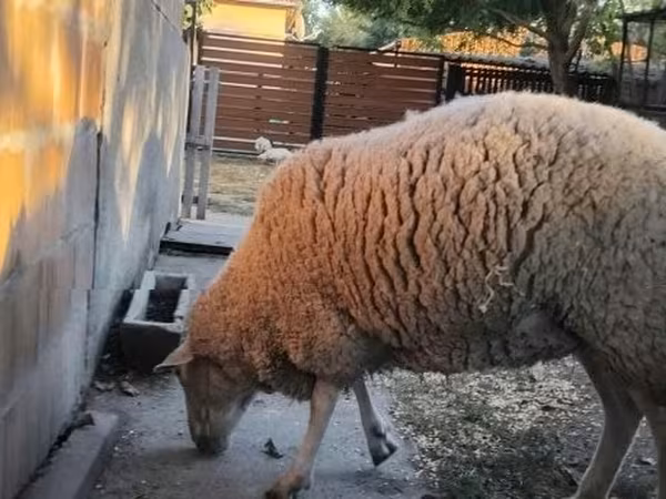 Owca, Owce