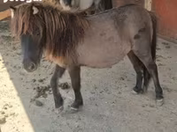Toychoq, Shetland Pony — 7-rasm