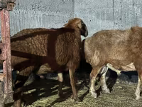 Widder, Edilbay sheep — Foto 1