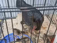 Shamo chickens — foto 3