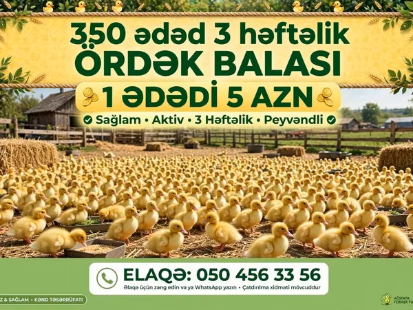 Ducks — Azərbaycan