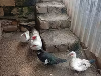 Ducks — photo 3