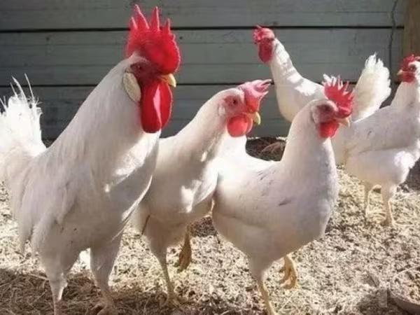 Chickens
