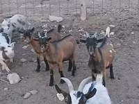 Cabro, Pomellata goat — foto 6