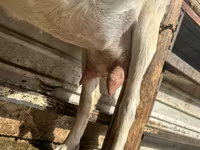 Dişi keçi, Alpine goat — foto 5