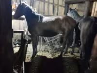 Horse (M), Horses — photo 1