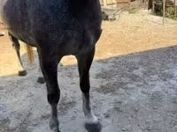 Кобила, Lipizzaner — фото 5