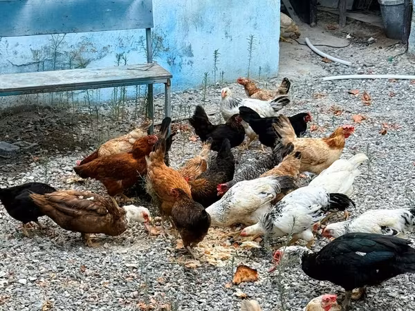 Chickens — Azerbaijan