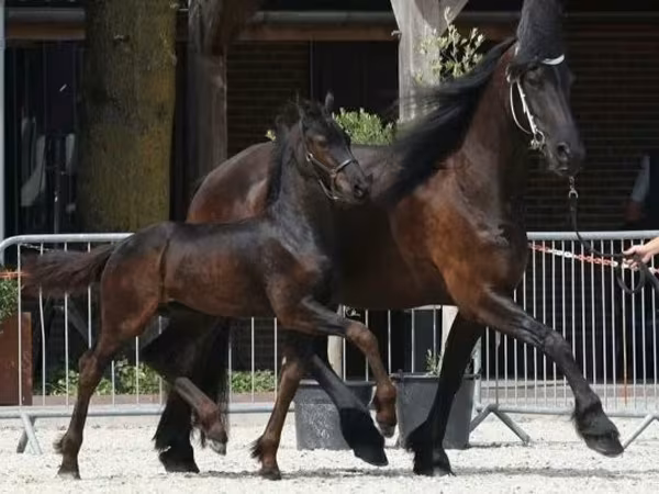 Kůň, Friesian