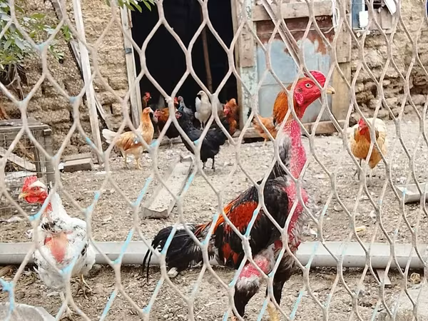Chickens — Azerbaijan