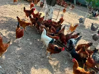 Chickens — Foto 1