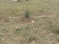 Goats (batch, sex not specified), Goats — photo 7