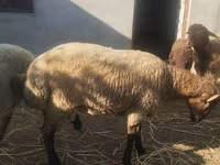 Qoyunlar (partiya, cinsi göstərilməyib), Qoyunlar — foto 6