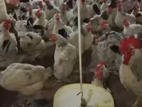 Chickens — photo 1